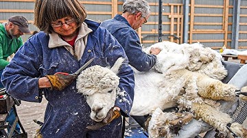 Alpaca Fiber Harvesting Process | Modern Alpaca Wool Processing Machine | Amazing Alpaca Shearing