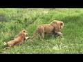 Джуна ушла к другому! Тайган. Утреннее кормление львов. Taigan. Morning feeding of the lions.