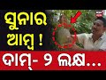 ଆମ୍ବର ଦାମ ୨ ଲକ୍ଷ | Rare Miyazaki Mango Worth ₹2 Lakh Grown in Odisha’s Malkangiri | Odia News