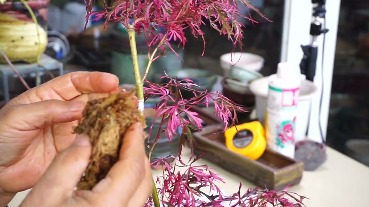 단풍나무류취목