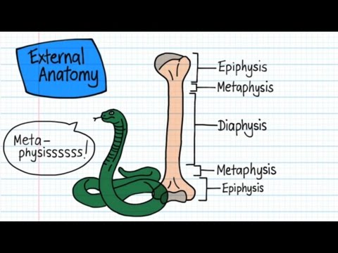 Anatomy Long Bone Model : Spongy Bone | journeyoflight79 / For exams it