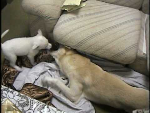 じゃれ会う紀州犬雑種 の子犬と親犬 Youtube じゃれ会う紀州犬雑種 の子犬と親犬 Youtube
