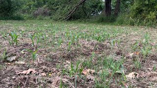 Broadcast CORN PLOT 2 week update!