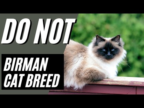 7 Reasons You SHOULD NOT Get a Birman Cat