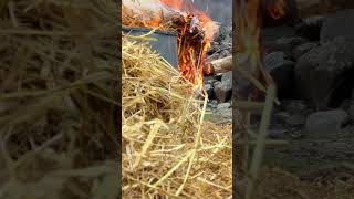 Wild Kitchen Chicken Cooked in Barrel 🤤