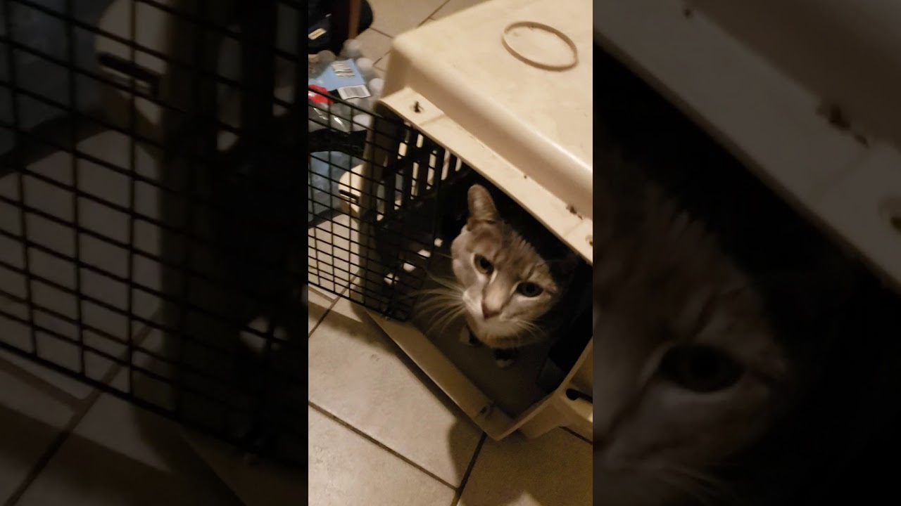 Cat after vet was hiding.. YouTube
