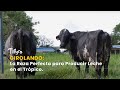 Girolando: La Raza Perfecta para Producir Leche en el Trópico - TvAgro por Juan Gonzalo Angel