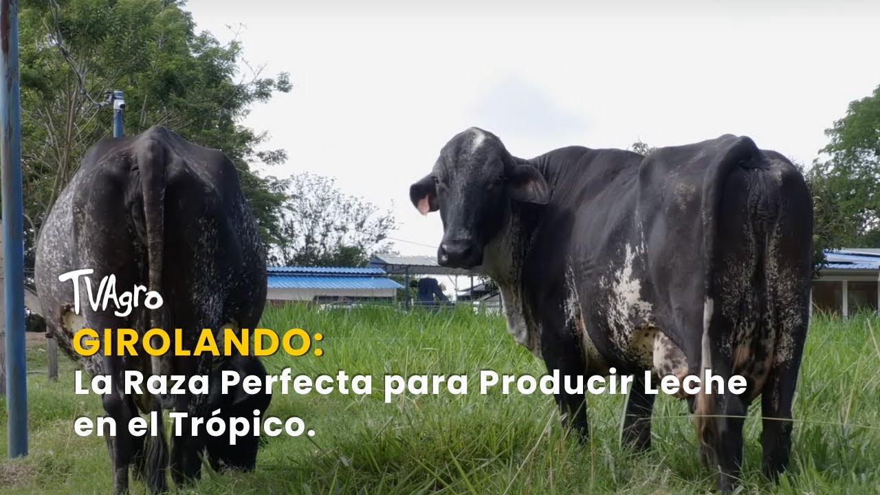 Girolando: La Raza Perfecta para Producir Leche en el Trópico - TvAgro por Juan Gonzalo Angel