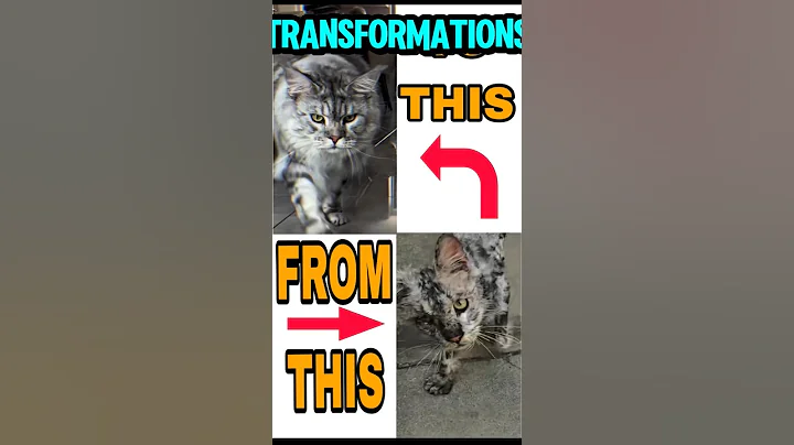 Video 10675741: rescue maine coon cat, mainecoon