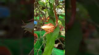Brahma kamal at our terrace garden🥰💗💓