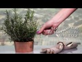 How to grow rosemary indoors