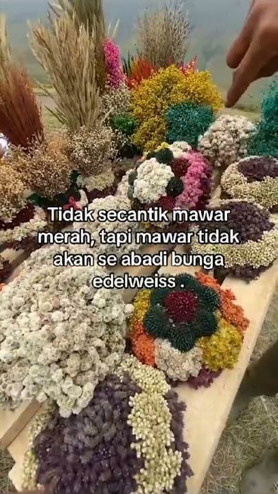 abadi bunga edelweis