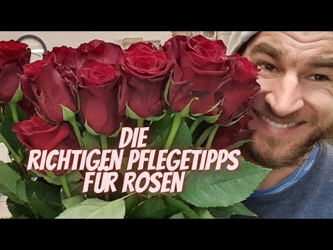 Video: Schnittrosen konservieren - Tipps, um Rosen nach dem Schneiden frisch zu h alten