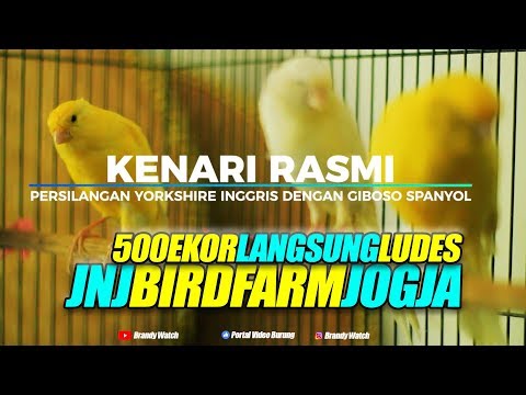 Laris Jual 500 Ekor Kenari Rasmi Di Jnj Bird Farm Jogja Youtube
