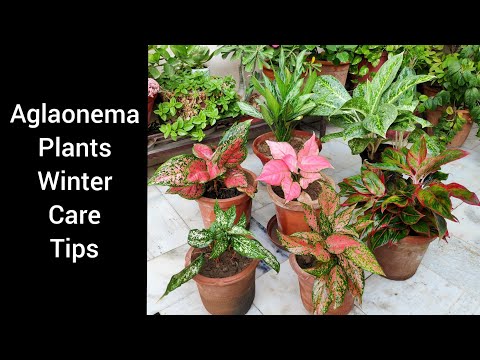 वीडियो: कॉर्डिलिना (31 फोटो): घर पर एक फूल की देखभाल, फ्रुटिकोसिस और एपिकल 