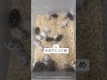 #動物好き #エキゾチック #ハムスター好き #ハムスターかわいい面白い #ハムスターのいる生活 #ハムスター #ハムスター癒し #ハムスター好きと繋がりたい #ハムスター動画 #ハムスターの日常