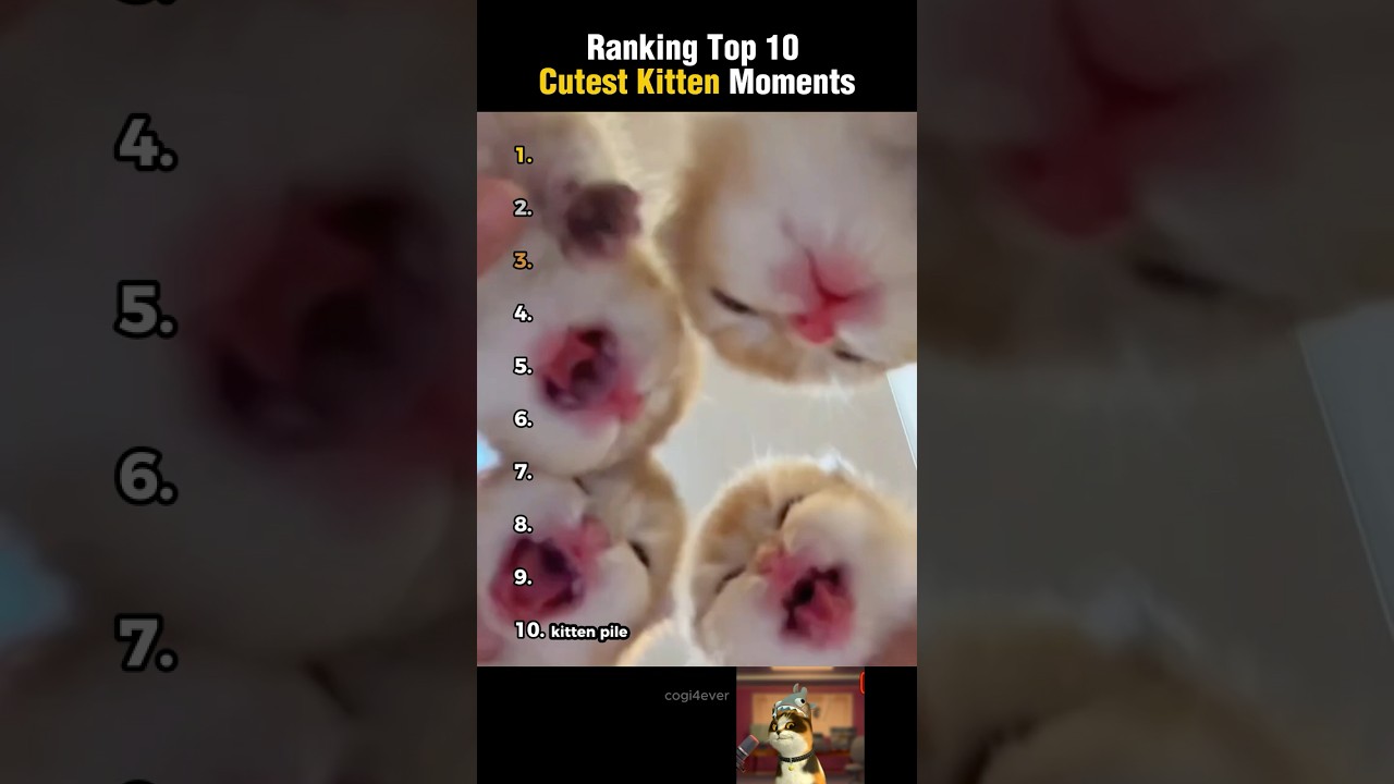 Ranking Top 10 Cutest Kitten Moments Ever!