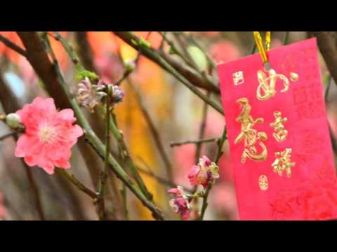 新年大吉 卓依婷 迎春花