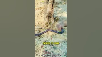 This Is Why Cobras Afraid Mongooses!