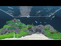 Fishery Aquascaping - Aquarist Simulator