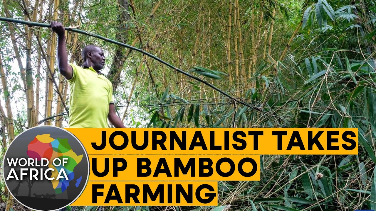 Journalist takes up bamboo farming | World of Africa