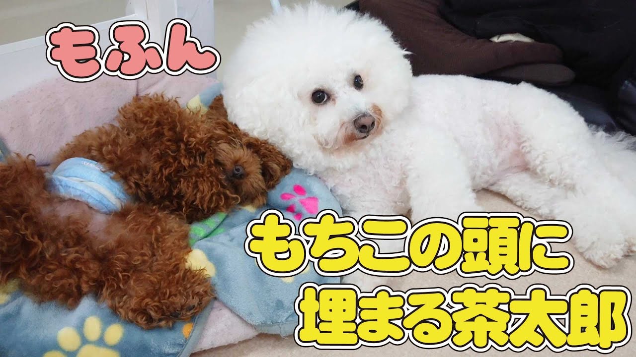 ビションもちこの頭に埋まるトイプー茶太郎 ひみつきちなう ビションフリーゼ トイプードル 22年9月18日 Youtube