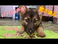 【保護主探し大作戦✨✨結果は💦】ご飯を食べさせ、ワクチン接種🌸もう、あの汚ない場所に戻せない💖抱っこして、出発~!