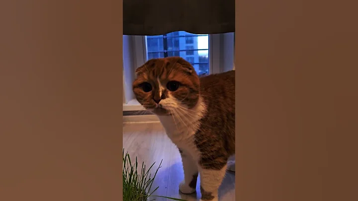 Watch the video about Cute Scottish fold cat eats green grass