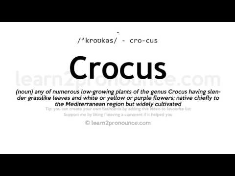 ቪዲዮ: የ Crocus bulbsን ለማራባት የሚረዱ ምክሮች - የ Crocus Flowersን እንዴት ማሰራጨት እንደሚቻል