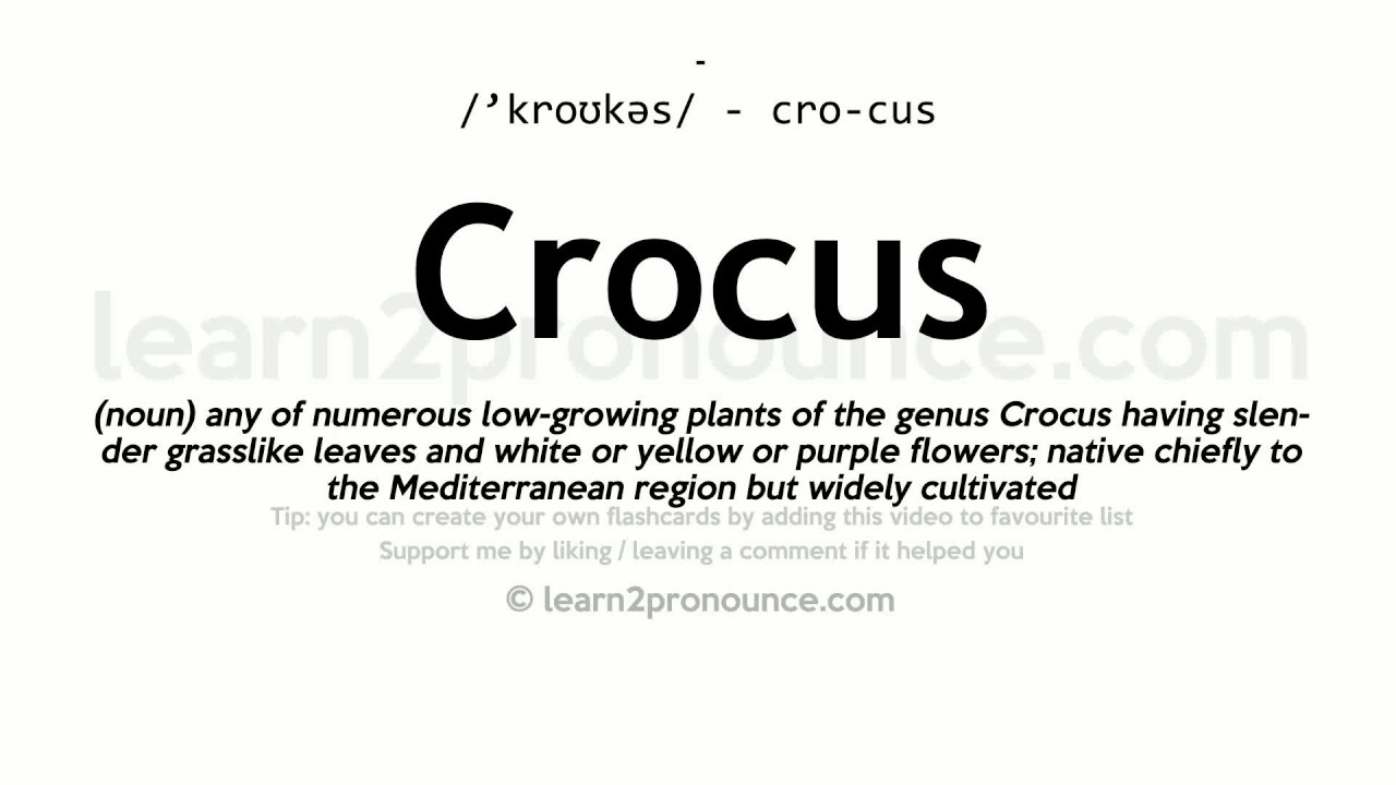 Pronunciation of Crocus Definition of Crocus YouTube