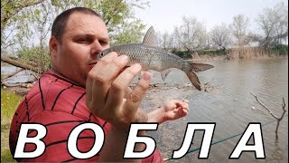 Рыбалка на поплавок и донку ловля ВОБЛЫ в Астрахани.