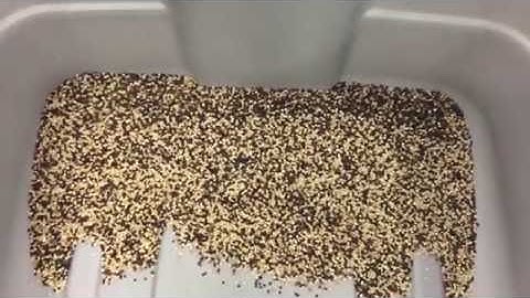 Satake FMS2000-F Sorting Quinoa Seeds