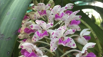 Ngọc điểm tà cú cây chip. Mời mọi người sưu tầm. @huonglanrung  Sđt 0387018819