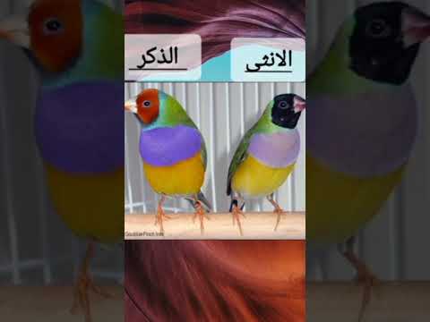 الفرق بين الذكر و الانثى في طائر الكولدن فنش