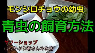 モンシロチョウの幼虫 青虫の飼育方法 Youtube
