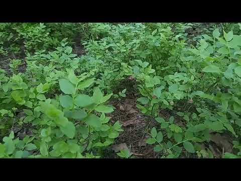 Прогулка с Барнюшей