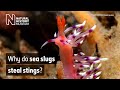 Sea Slugs: Nature's Colorful Thieves