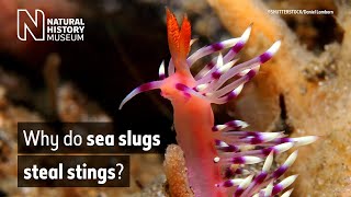 Why do sea slugs steal stings? | Natural History Museum (Audio Described) Profile