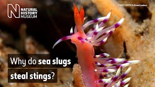 Why do sea slugs steal stings? | Natural History Museum (Audio Described)