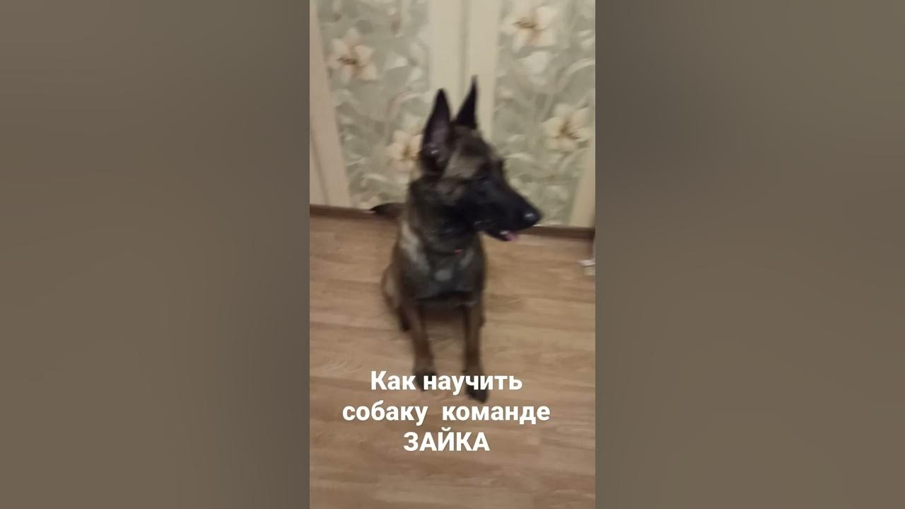 Команда суслик для собаки. Как научить щенка команде стыдно. Как научить команде зайка. Интересные команды для собак. Как научить команде зайка.