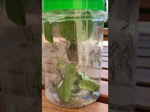 [Costco] Praying Mantis