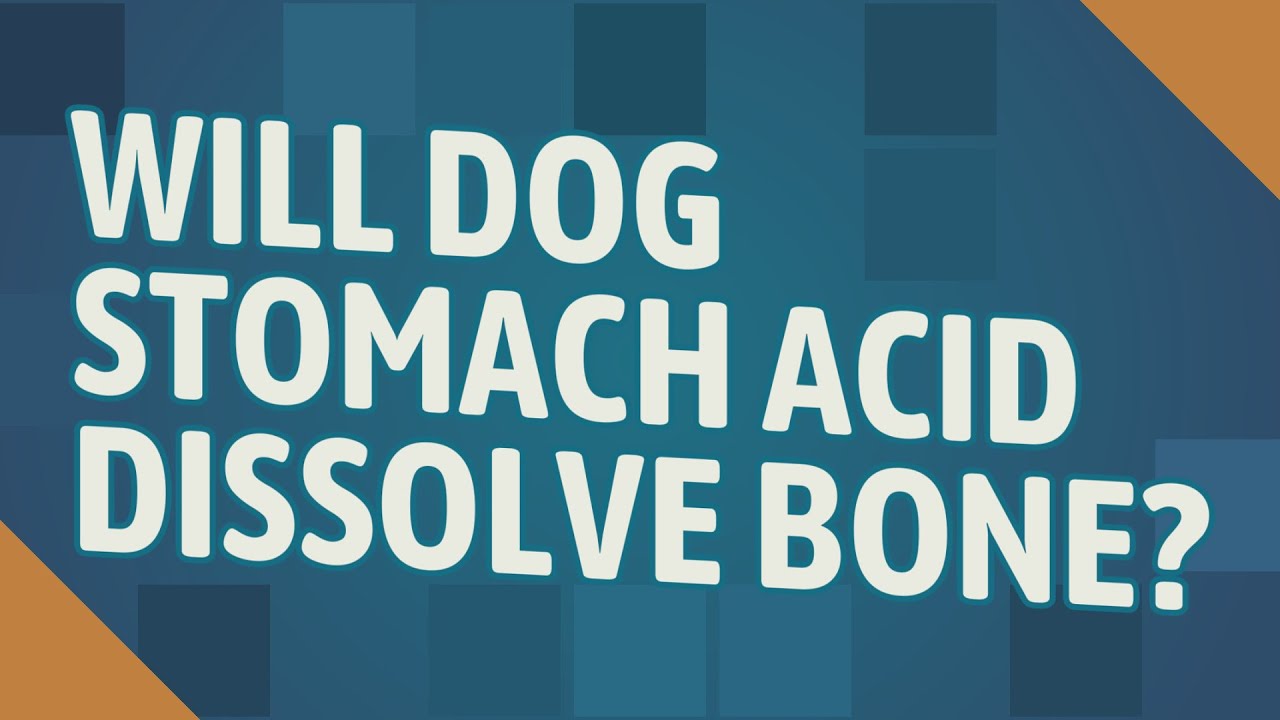 Will Dog Stomach Acid Dissolve Bone?