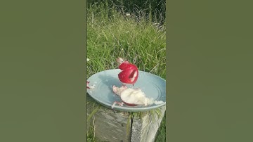 Apple explode in slow motion 02 ASMR #oddlysatisfying #slowmo #slowmo #slowmotion #asmr #explode