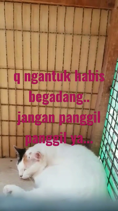kucing tetangga #1.. #induk kucing #sayangkucing