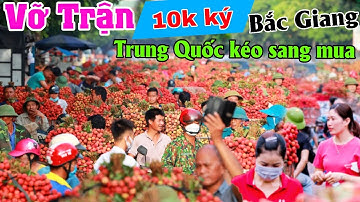 VỠ TRẬN giá vải thiều lục ngạn Bắc Giang 10K ký Trung Quốc kéo sang mua
