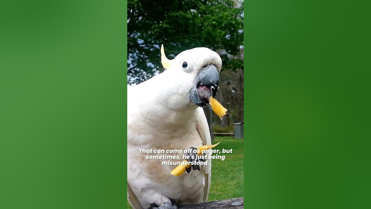 why-do-cockatoos-have-tantrums-how-to-deal-with-an-aggressive