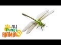 * DRAGONFLY * | Animals For Kids | All Things Animal TV