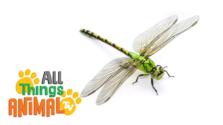 * DRAGONFLY * | Animals For Kids | All Things Animal TV