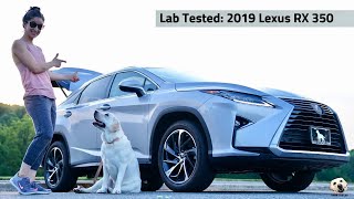 2019 Lexus RX 350 AWD: Andie the Lab Review!