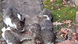 Пришли коты обедать. Тверская область.